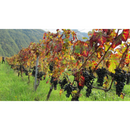 Domaine Berthollier, Mondeuse Les Granges Tissot - Vin de Savoie - Red 75 cl (Biodynamic)