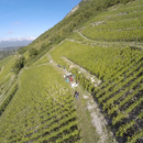 Domaine Berthollier, Mondeuse Les Granges Tissot - Vin de Savoie - Red 75 cl (Biodynamic)